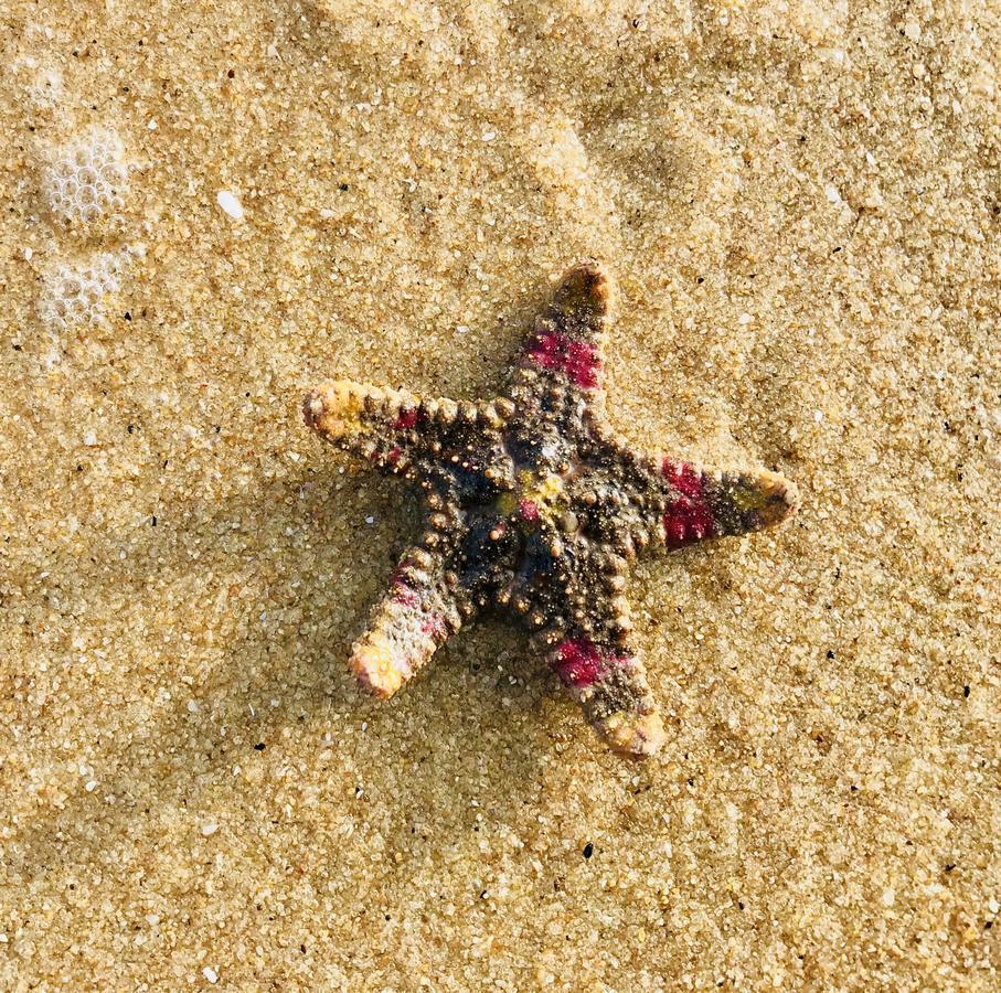 Starfish Beach Bungalows Arugam Bay Esterno foto