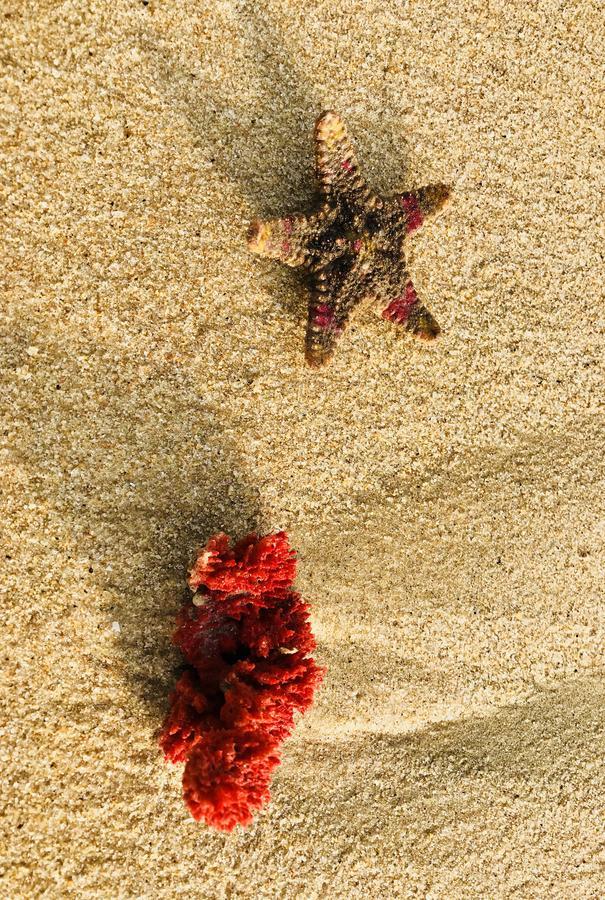 Starfish Beach Bungalows Arugam Bay Esterno foto